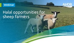 Halal opportunities for sheep farmers webinar